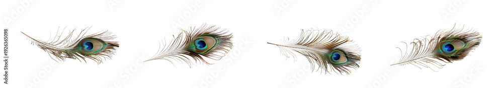 Fototapeta premium Group of four striking peacock feathers with detailed eye design, isolated for versatile use isolated on transparent background