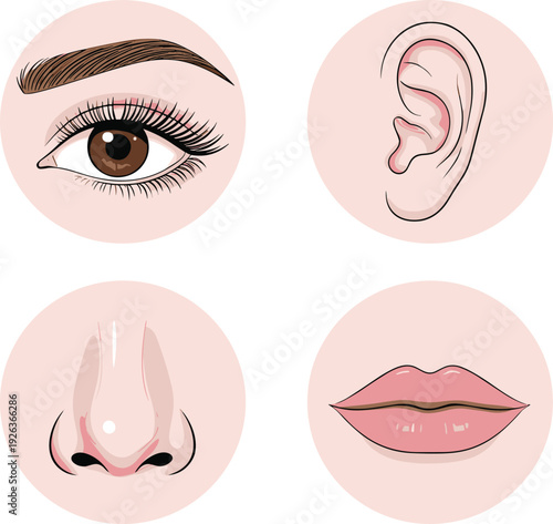 Set of Four Human Sense Icons Featuring Eye, Ear, Nose, and Lips for Medical Education and Healthcare Infographic Design