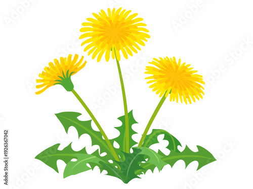 咲いているタンポポのイラスト　ベクター素材