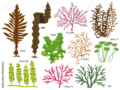 海藻のイラストセット