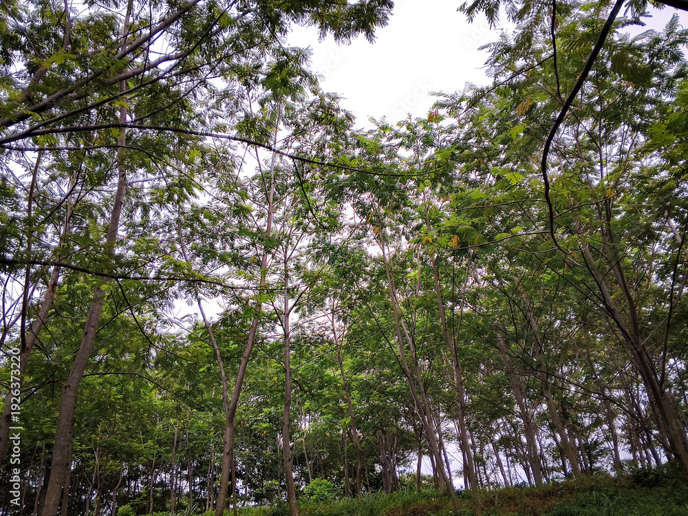Fototapeta premium Tall trees forming a lush forest canopy, showcasing natural beauty, fresh air, and a peaceful woodland atmosphere for outdoor relaxation