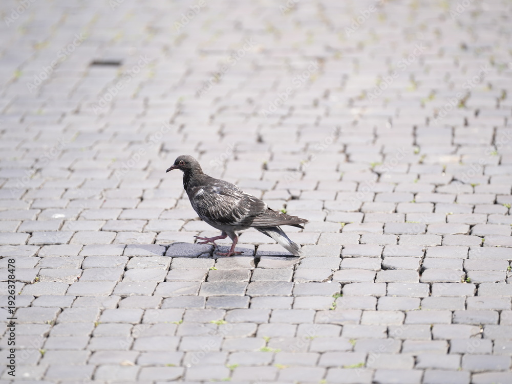 Fototapeta premium Rock Pigeon | Rock Dove | Feral Pigeon