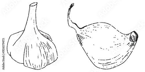 Garlic.linear illustration.Garlic outline vector illustration. Farm market product, isolated vegetable, engraved bunch of garlic.