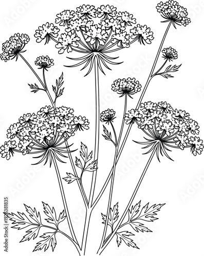 Dill flower illustration, hand drawn floral sketch, herb garden botanical line art, blooming parsley plant, flavector, isolated white background, nature design.