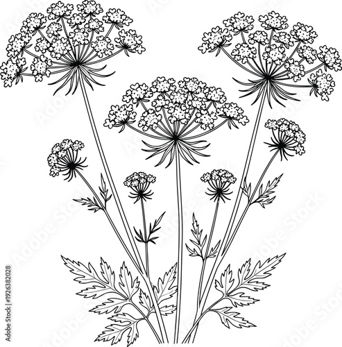 Dill flower illustration, hand drawn floral sketch, herb garden botanical line art, blooming parsley plant, flavector, isolated white background, nature design.