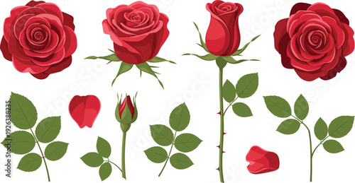 Red Rose Flower Botanical Set with Blooming Bud Petals and Leaves Romantic Floral Flat Vector Illustration.