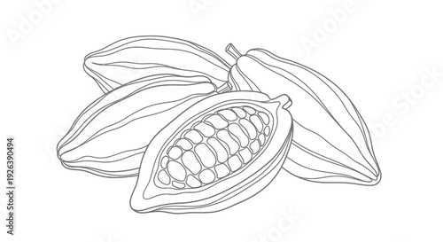 Minimalist Art Illustration of Cocoa Pods, One Cut Open Revealing Seeds