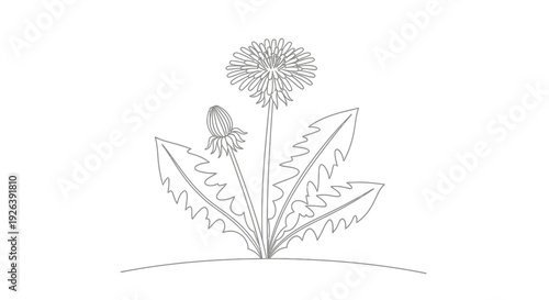 A detailed line drawing of a dandelion plant with a fully bloomed flower and a closed bud.