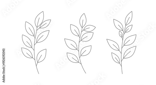 Three delicate line art illustrations of plant branches with multiple leaves, presented on a white background.