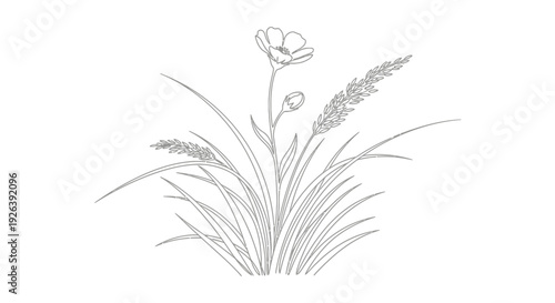 A delicate line drawing of a single poppy flower with two buds, surrounded by blades of grass and two wheat stalks.