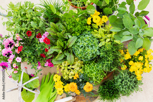 Colorful assortment of flowers and herbs in garden top view