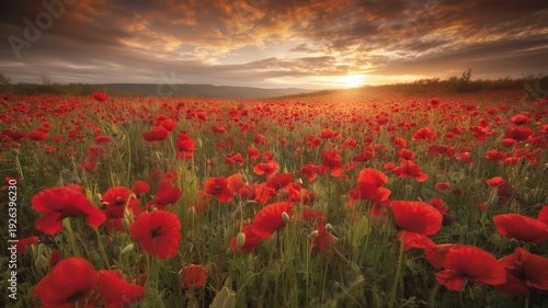 Stunning field of red poppies at golden hour, symbolizing Remembrance Day and Liberation Day, perfect for commemorative and inspirational commercial projects, featuring 25 April, Italy, Poland