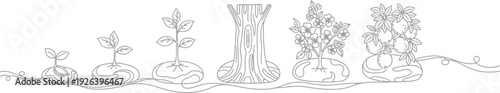 The stages of plant growth from a seedling to a mature flowering plant are depicted in a line drawing.