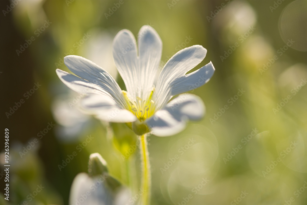 custom made wallpaper toronto digitalWhite spring flowers close-up on a blurry background. Jaskolka felt Cerastium tomentosum is a beautiful summer flower. Flowers in selective focus. Bright sunny natural background. Garden Decoration