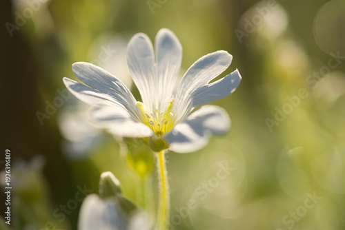 Wallpaper Mural White spring flowers close-up on a blurry background. Jaskolka felt Cerastium tomentosum is a beautiful summer flower. Flowers in selective focus. Bright sunny natural background. Garden Decoration Torontodigital.ca