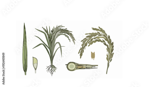 Scientific rice plant anatomy illustration vector with detailed grain clusters