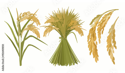 Rice plant harvest vector illustration set with stalk bundles and grain heads