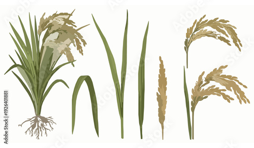 Realistic rice plant botanical vector set with stalks and grain panicles