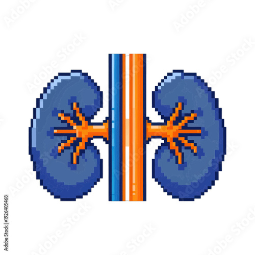 Kidney Anatomy Medical Vector Icon