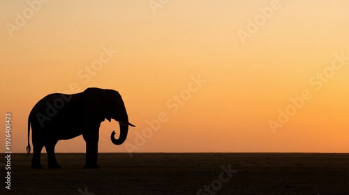 Thai elephant in tropical forest at golden sunset