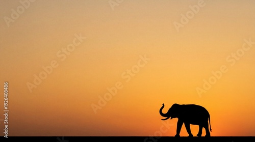 Thai elephant in tropical forest at golden sunset
