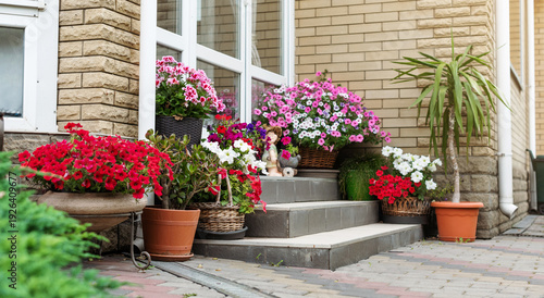 Colorful plants for the yard. Flowers petunias in pots on the stairs near the house. Garden maintenance, garden care