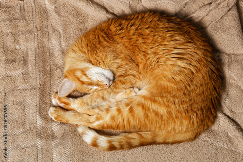 Cute ginger tabby cat napping in a comfortable curled position on beige textured fabric, peaceful sleep, warm tones, cozy home atmosphere. Top view.