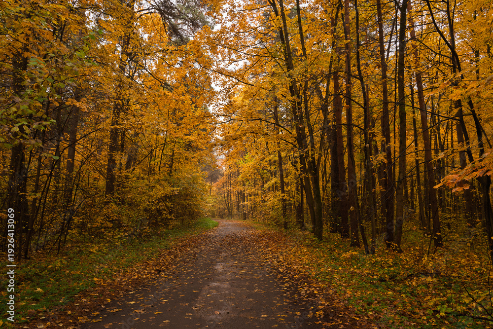 Fototapeta premium Path through vibrant autumn forest with bright yellow and gold leaves covering the ground and trees. Scenic fall landscape background.
