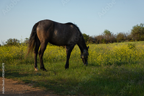 A horse grazes in a meadow. A bright landscape of a summer day. The brown horse is eating grass. The concept of peace and tranquility. Graceful portrait of a horse in the middle of a field. Rural life