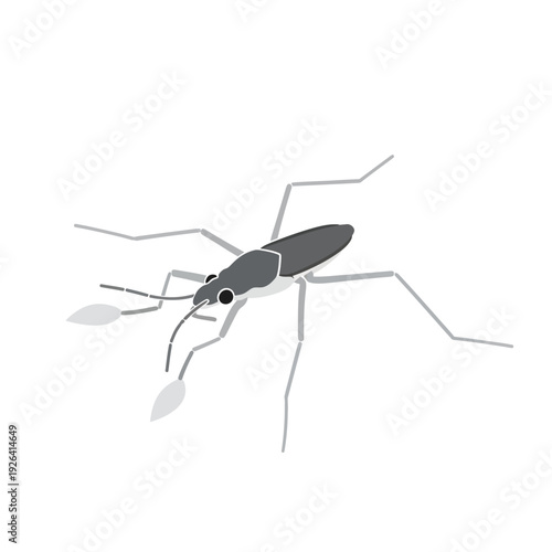 Water Strider Insect Vector Icon Illustration, Flat Design Pond Skater Bug on White Background