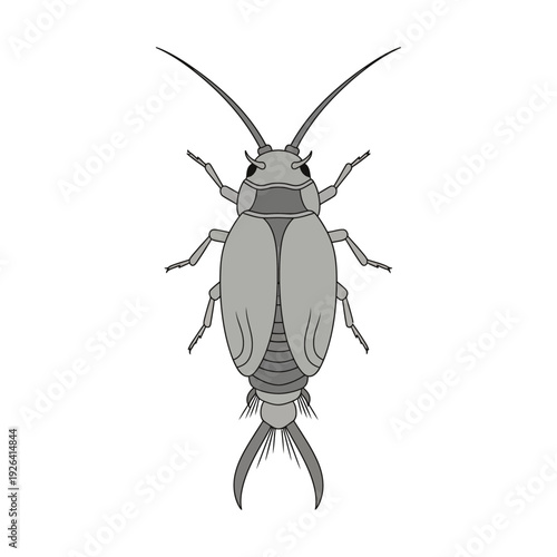 Detailed Gray Aquatic Insect Larva Nymph Illustration Isolated on White Background, Top View of Freshwater Macroinvertebrate for Biology and Ecology Education