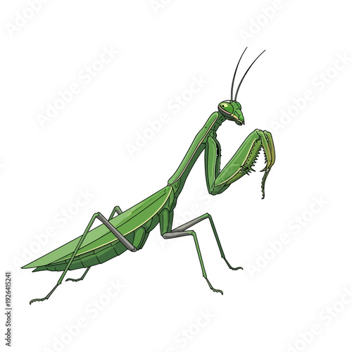 Detailed Green Praying Mantis Insect Illustration with Predatory Forelegs Isolated on White Background, Nature Wildlife Graphic