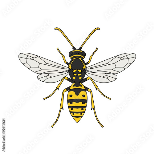 Detailed Yellow and Black Wasp Vector Illustration Isolated on White Background