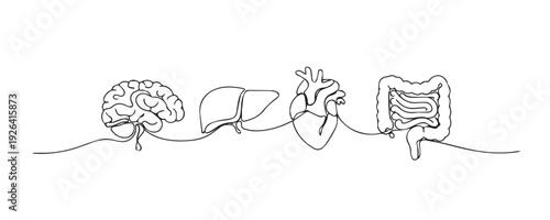 Hand drawn continuous line illustration of human internal organs arranged as a background. Single line representing medical science, anatomy, biology, and health education.