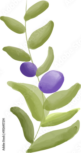 Olive Branch Watercolor Illustration Isolated Botanical Clipart