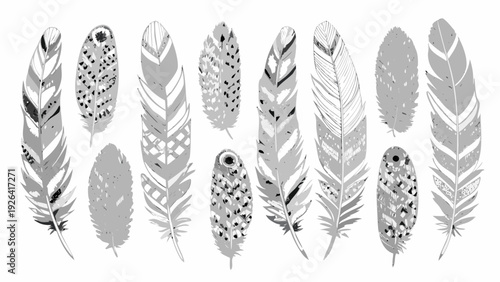 An arrangement of diverse bird feathers in grayscale tones