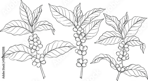 Hand drawn coffee plant branches with leaves and berries, botanical line art illustration set isolated on white