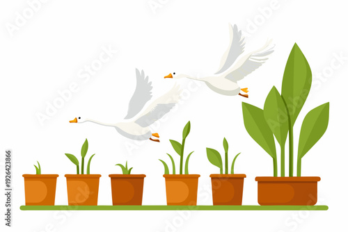 Two white geese flying over a row of potted plants