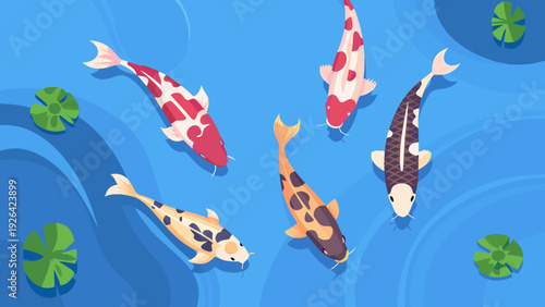 Colorful koi fish swim amongst lily pads in a blue pond