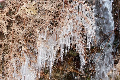 Fotografija The thorns were covered in ice and formed icicles.