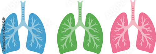 Colorful human lungs anatomy vector set with detailed bronchial branches in blue green and pink isolated on light background medical healthcare illustration