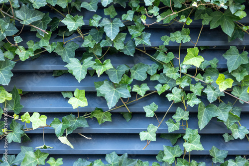 Green ivy vines on blue metal siding wall, horizontal panel texture background