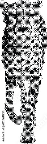 Detailed black and white sketch of a cheetah walking forward with a direct gaze isolated on a white background