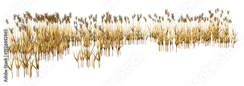 3D Rendering Reed Plants on White