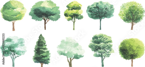 Various tree types in different shapes and sizes isolated background, Bundle set collection. Trees collection for nature and landscape designs isolated on transparent white background. 
