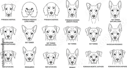 Dog breed head illustration set, line art canine faces collection with labeled shepherd terrier and hound vector