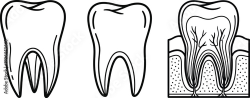 Vector of dental teeth illustrations with root structures