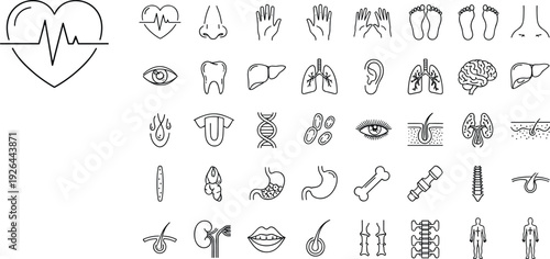 Human Anatomy and Internal Organs Icon Set Featuring Heart Rate, Brain, Lungs, Liver, Stomach, DNA, Bone, Kidney, and Medical Health Protection Vectors