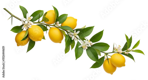 Lemon tree branch with ripe yellow lemons, green leaves and white blossoms on transparent background