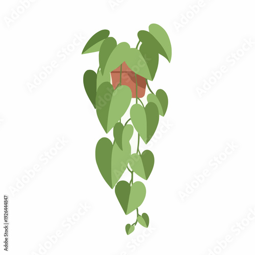 Green hanging plant with heart shaped leaves in a terracotta pot with white background